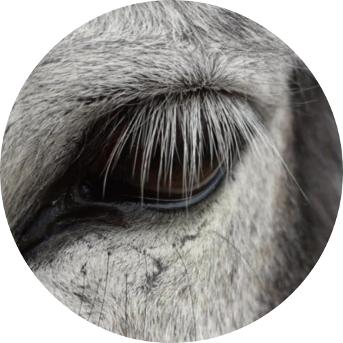 Logo anelly